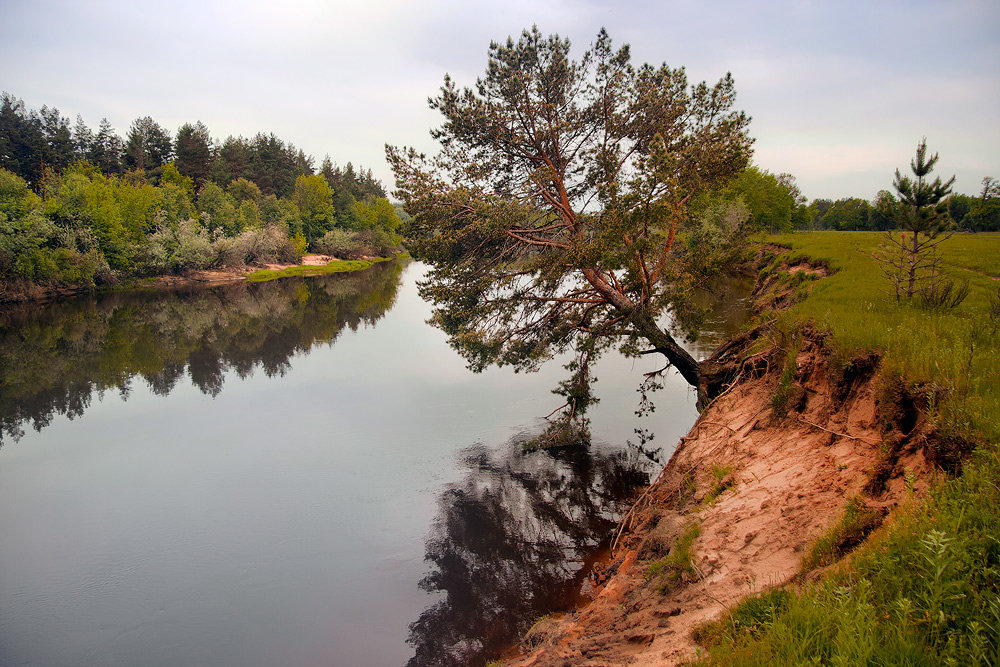 Наклонная сосна дополняет пейзаж берега реки Клязьма