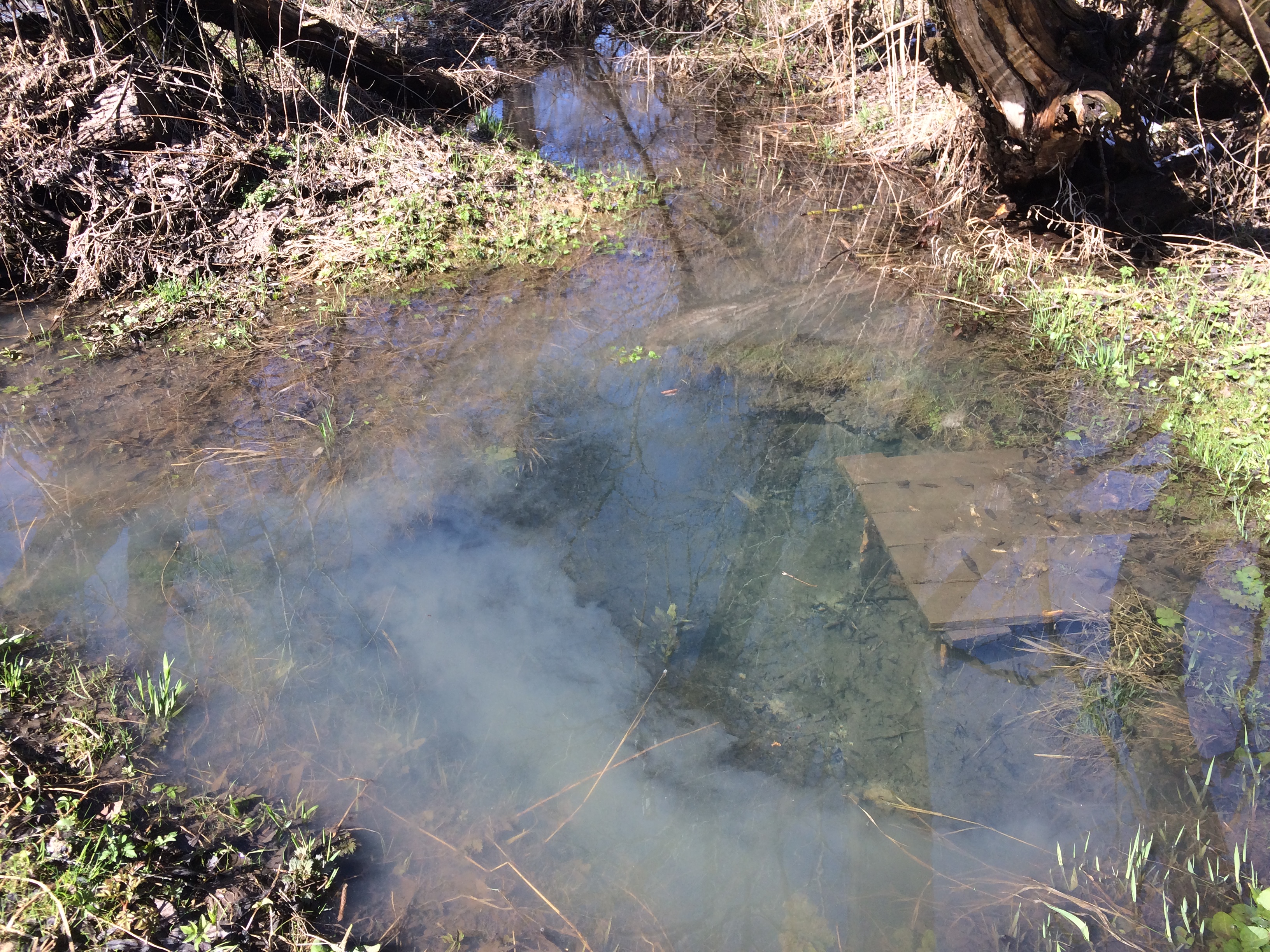 Затопленный родничок с кристально чистой водой на берегах реки Коломенки
