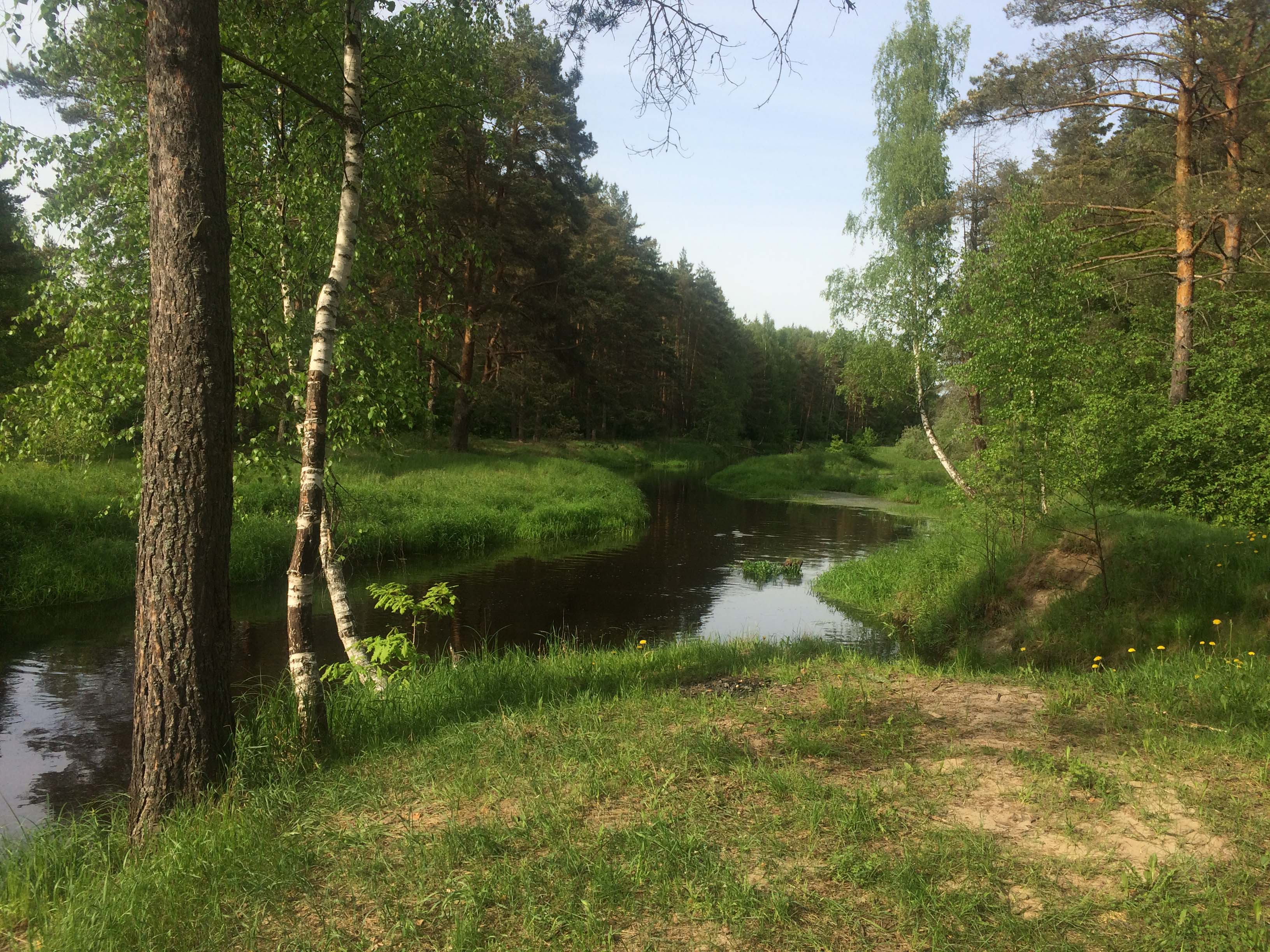Река Нерская изгибается змейкой среди соснового леса. Московская область